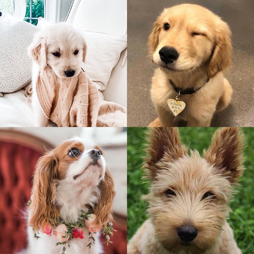 🌟Design House Pillow - Picture 14 of 16